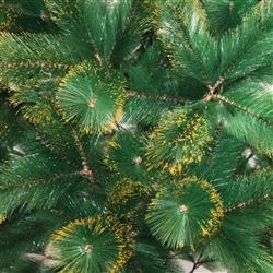 Luscious Artificial Indoor Christmas Holiday Pine Tree - 8 Foot - with Golden Tips